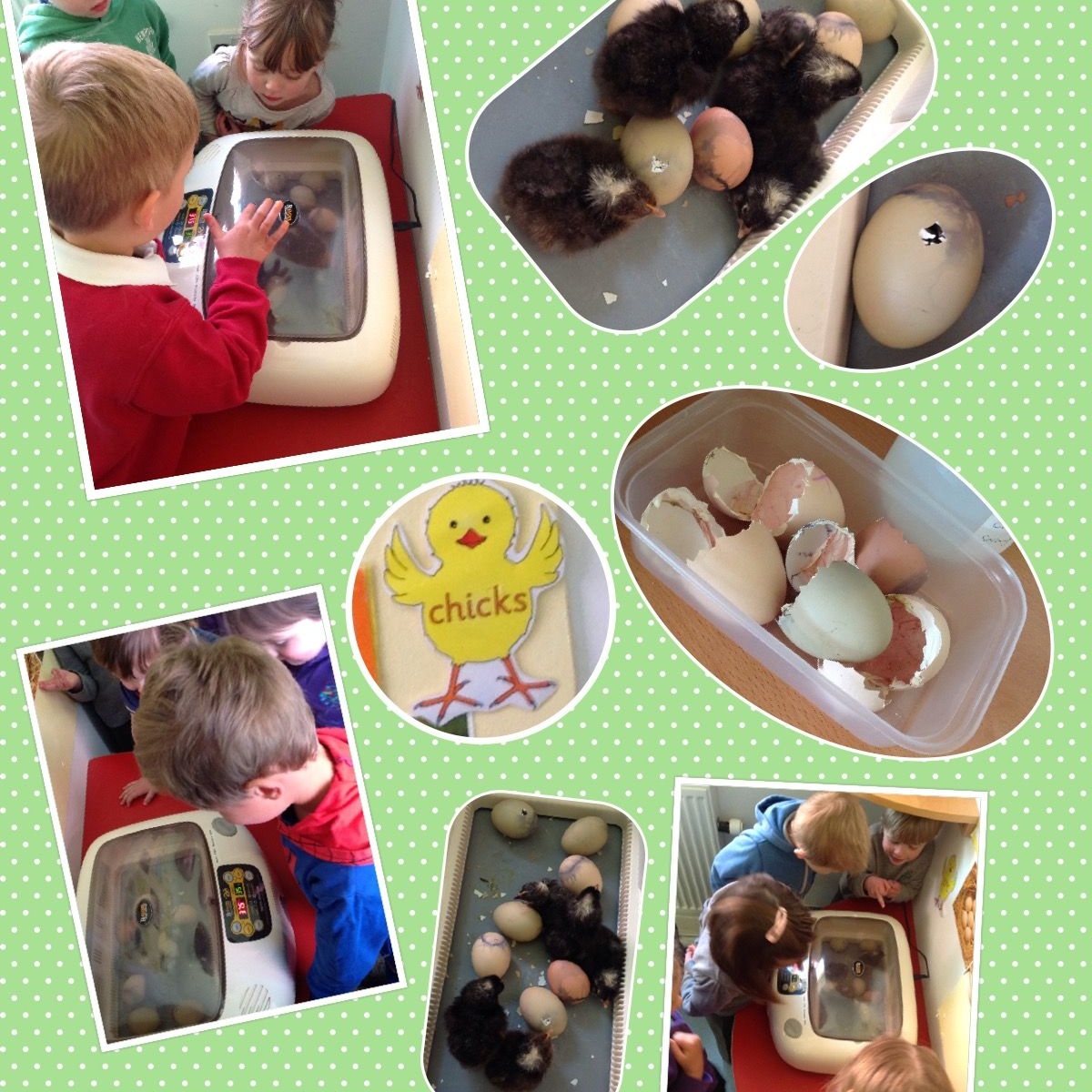 wyndham-park-nursery-school-hatching-chicks