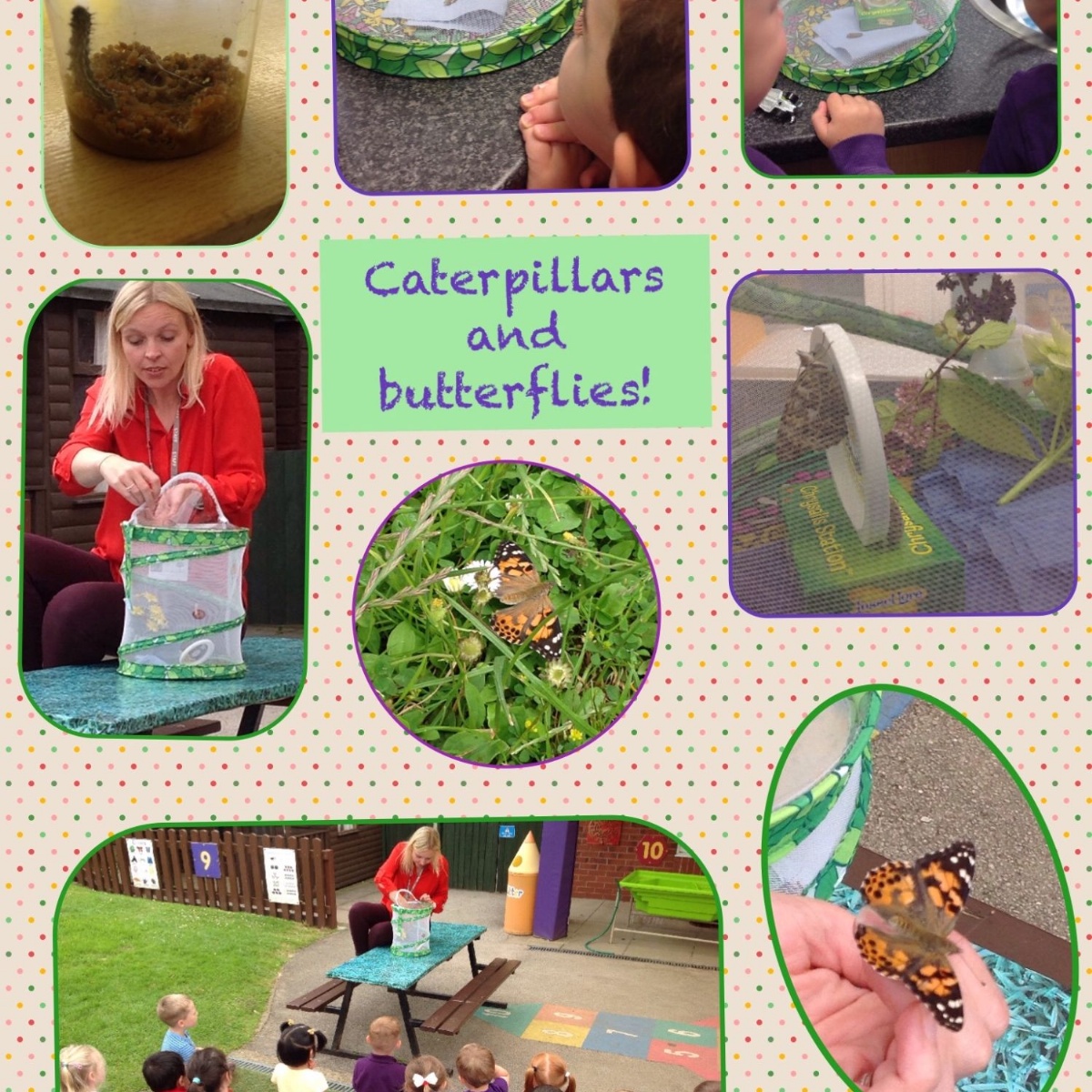 wyndham-park-nursery-school-caterpillars-and-butterflies